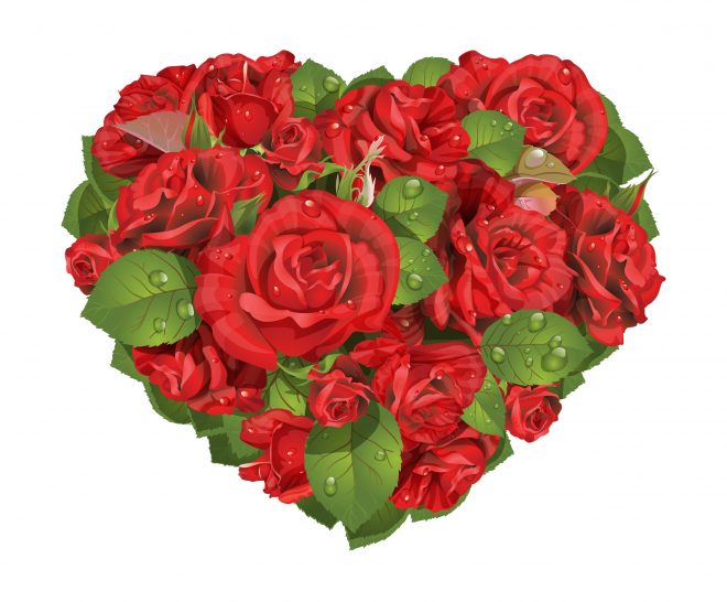 玫瑰_蔷薇_花朵_花_玫瑰花_rose_rose