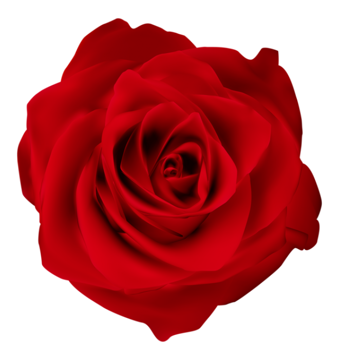 玫瑰_薔薇_花朵_花_玫瑰花_rose_rose