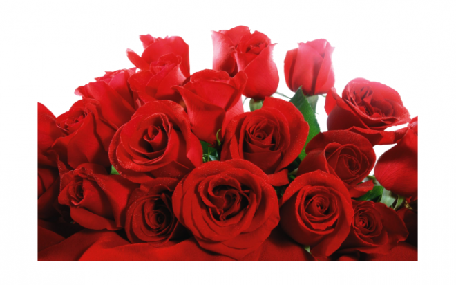 玫瑰_薔薇_花朵_花_玫瑰花_rose_rose