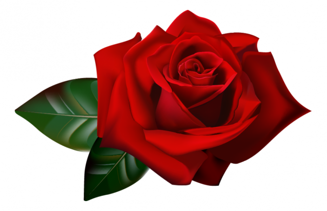 玫瑰_蔷薇_花朵_花_玫瑰花_rose_rose
