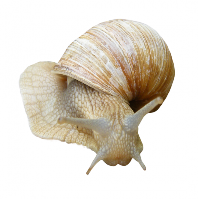 蜗牛_蜗娄牛_snails_snails