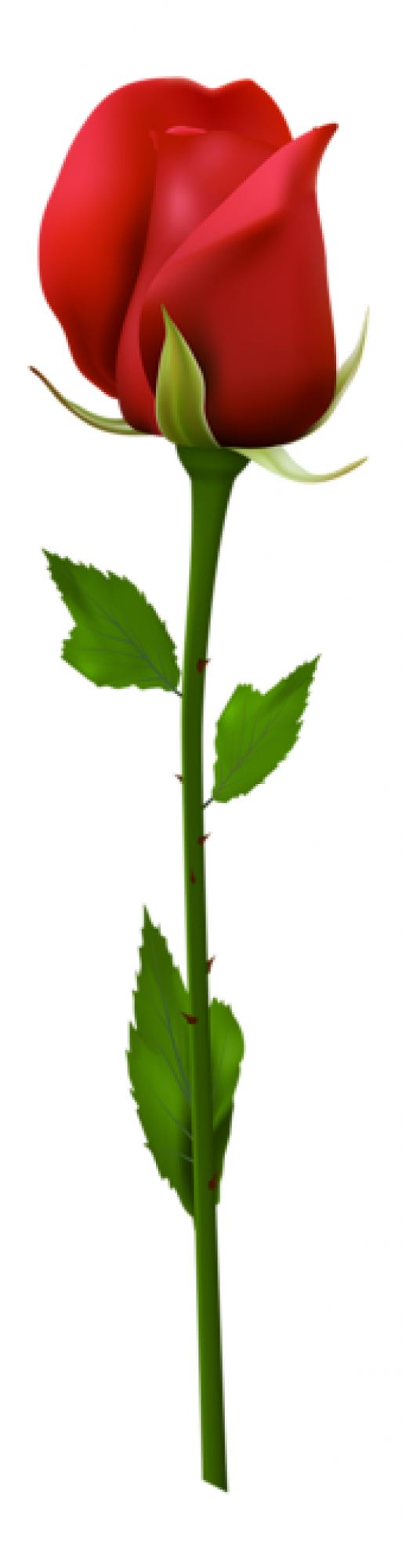 玫瑰_薔薇_花朵_花_玫瑰花_rose_rose
