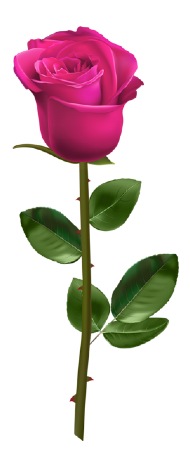 玫瑰_薔薇_花朵_花_玫瑰花_rose_rose