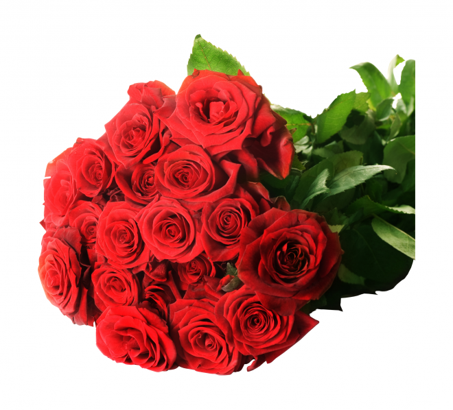 玫瑰_蔷薇_花朵_花_玫瑰花_rose_rose