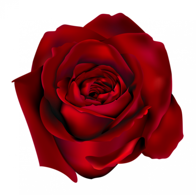 玫瑰_薔薇_花朵_花_玫瑰花_rose_rose