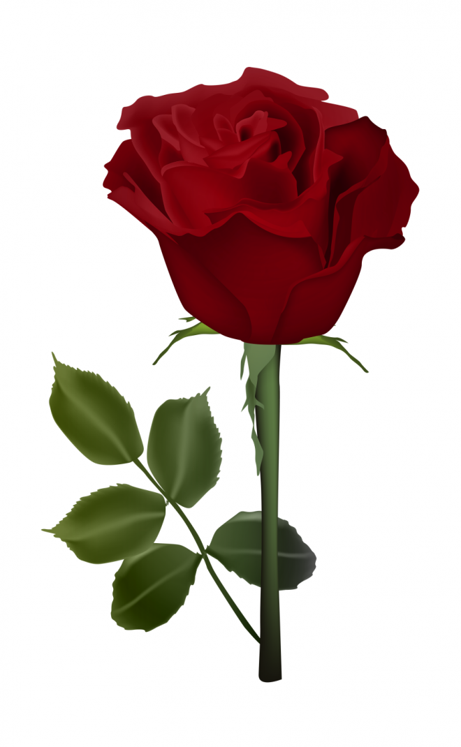 玫瑰_蔷薇_花朵_花_玫瑰花_rose_rose