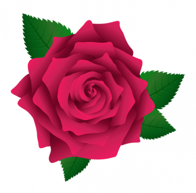 玫瑰_薔薇_花朵_花_玫瑰花_rose_rose