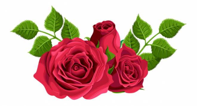 玫瑰_蔷薇_花朵_花_玫瑰花_rose_rose
