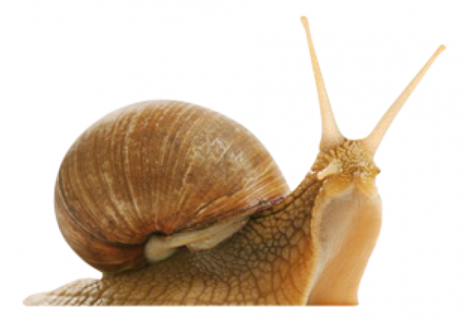 蜗牛_蜗娄牛_snails_snails
