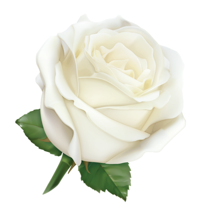 玫瑰_蔷薇_花朵_花_玫瑰花_rose_rose