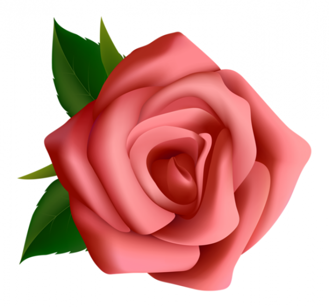 玫瑰_薔薇_花朵_花_玫瑰花_rose_rose