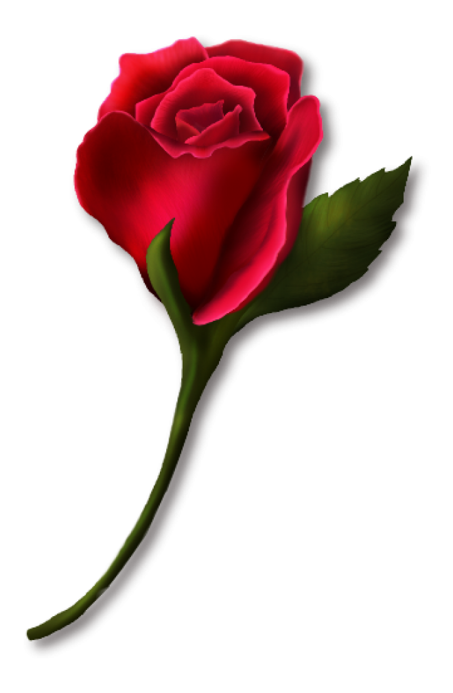 玫瑰_薔薇_花朵_花_玫瑰花_rose_rose