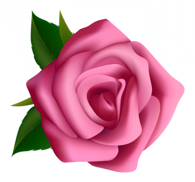 玫瑰_薔薇_花朵_花_玫瑰花_rose_rose