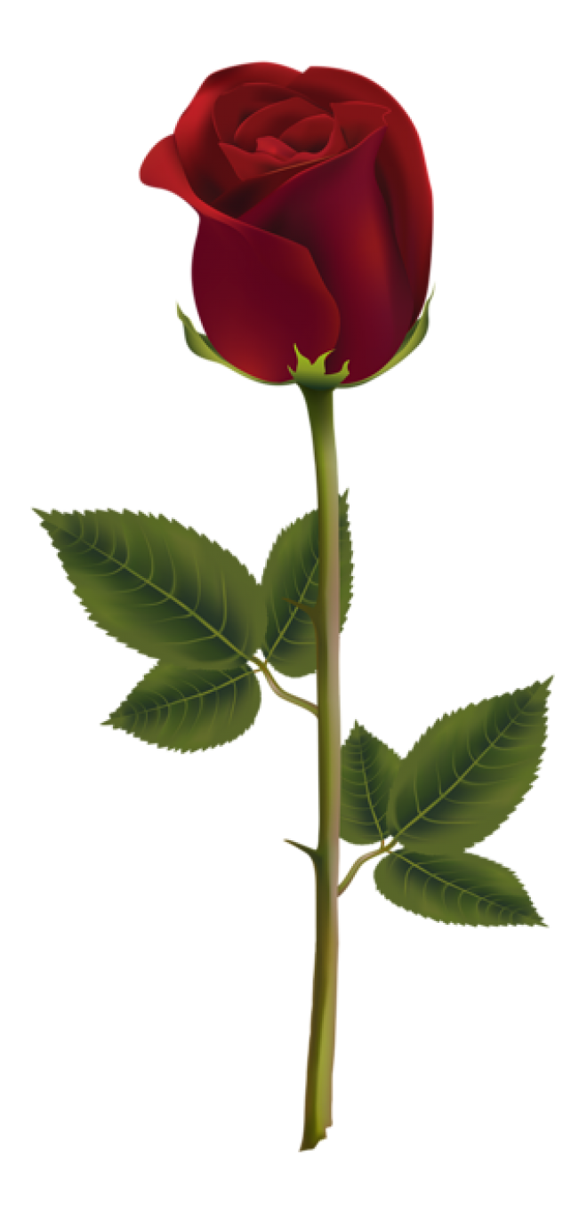 玫瑰_薔薇_花朵_花_玫瑰花_rose_rose