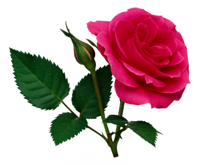 玫瑰_薔薇_花朵_花_玫瑰花_rose_rose