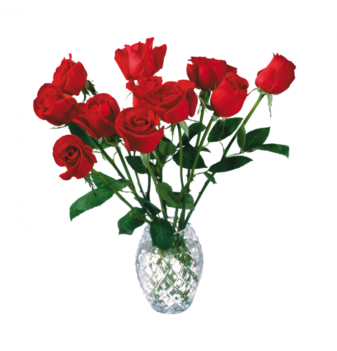 玫瑰_蔷薇_花朵_花_玫瑰花_rose_rose