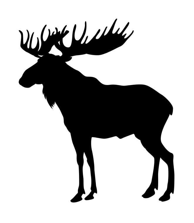 麋鹿_駝鹿_罕達犴_moose_moose