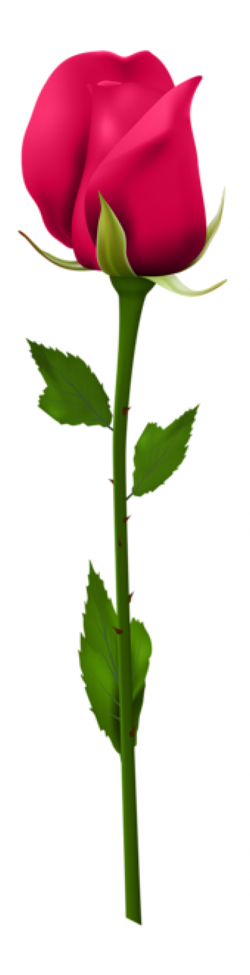 玫瑰_薔薇_花朵_花_玫瑰花_rose_rose