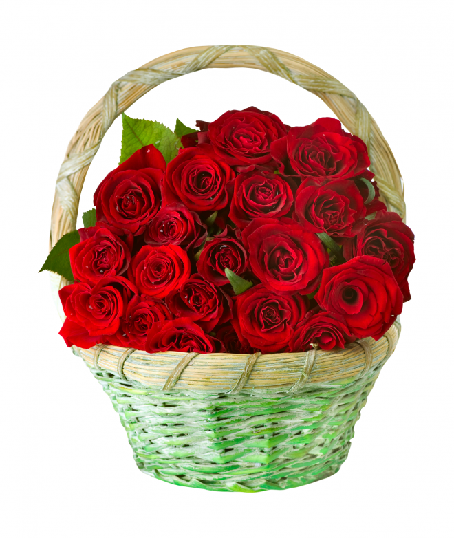 玫瑰_蔷薇_花朵_花_玫瑰花_rose_rose