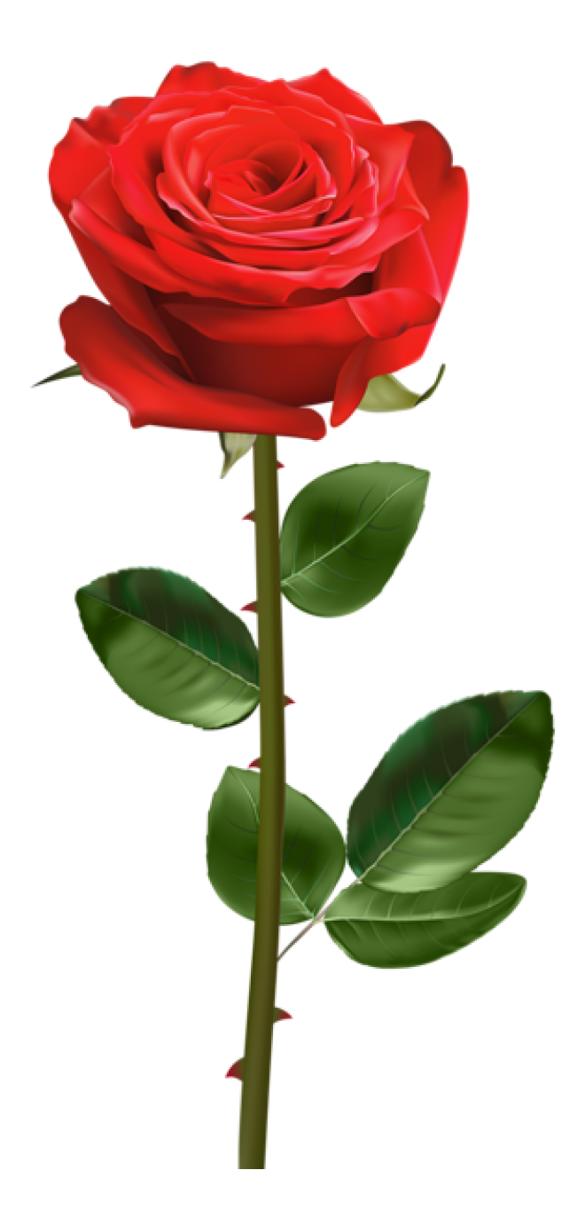 玫瑰_蔷薇_花朵_花_玫瑰花_rose_rose
