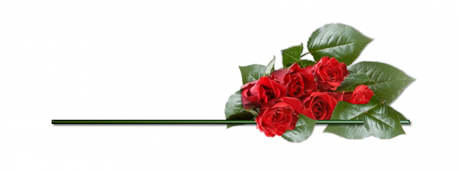 玫瑰_蔷薇_花朵_花_玫瑰花_rose_rose