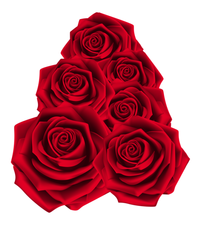 玫瑰_蔷薇_花朵_花_玫瑰花_rose_rose