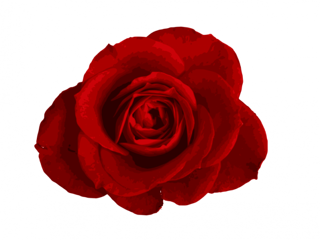 玫瑰_蔷薇_花朵_花_玫瑰花_rose_rose