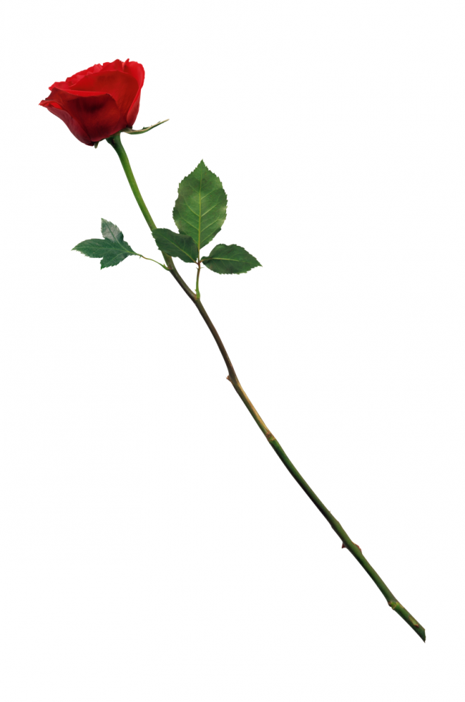 玫瑰_蔷薇_花朵_花_玫瑰花_rose_rose