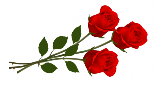 玫瑰_蔷薇_花朵_花_玫瑰花_rose_rose