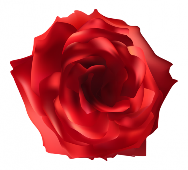 玫瑰_薔薇_花朵_花_玫瑰花_rose_rose