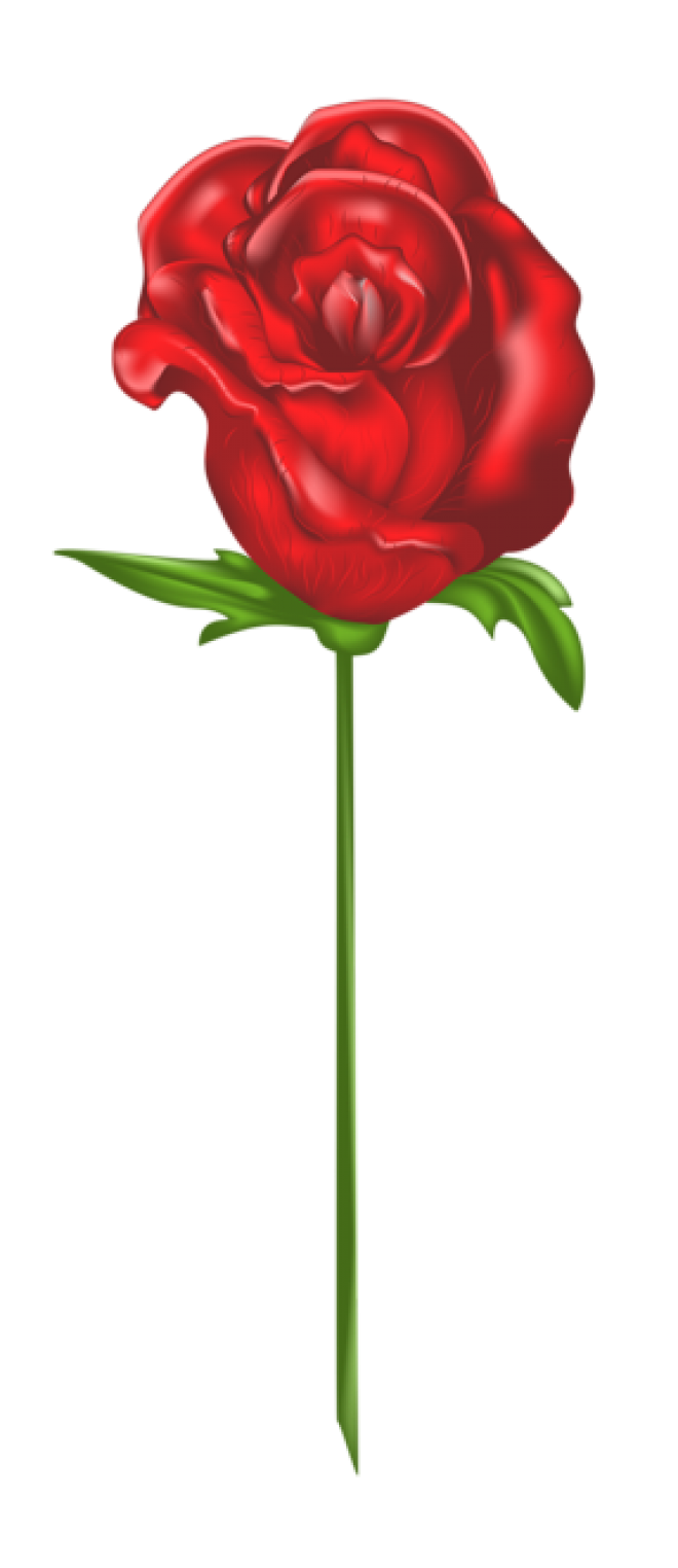 玫瑰_薔薇_花朵_花_玫瑰花_rose_rose