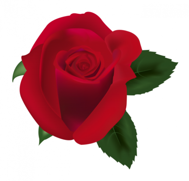 玫瑰_薔薇_花朵_花_玫瑰花_rose_rose
