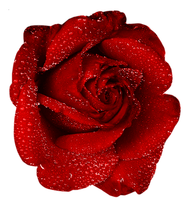 玫瑰_蔷薇_花朵_花_玫瑰花_rose_rose