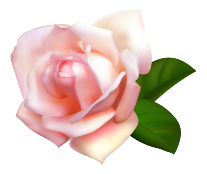 玫瑰_蔷薇_花朵_花_玫瑰花_rose_rose