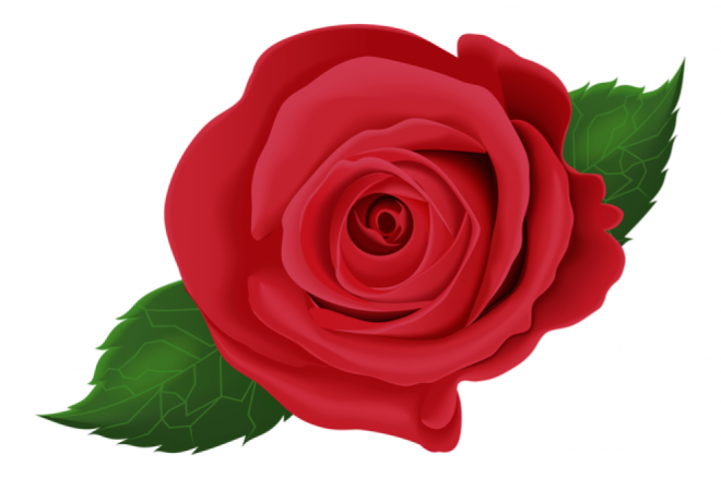 玫瑰_蔷薇_花朵_花_玫瑰花_rose_rose