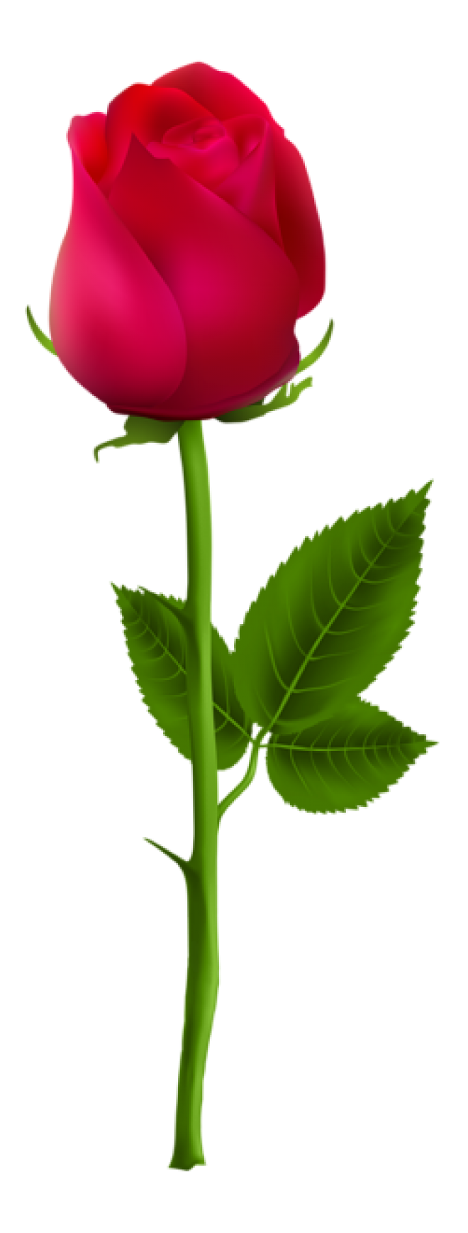 玫瑰_薔薇_花朵_花_玫瑰花_rose_rose