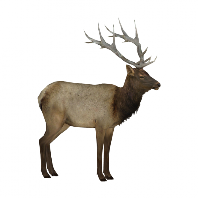 麋鹿_駝鹿_罕達犴_moose_moose