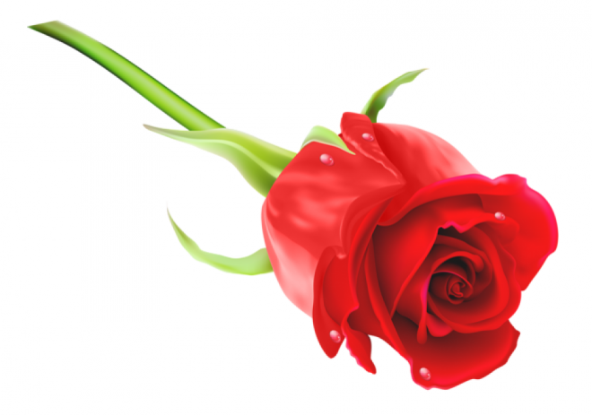 玫瑰_薔薇_花朵_花_玫瑰花_rose_rose