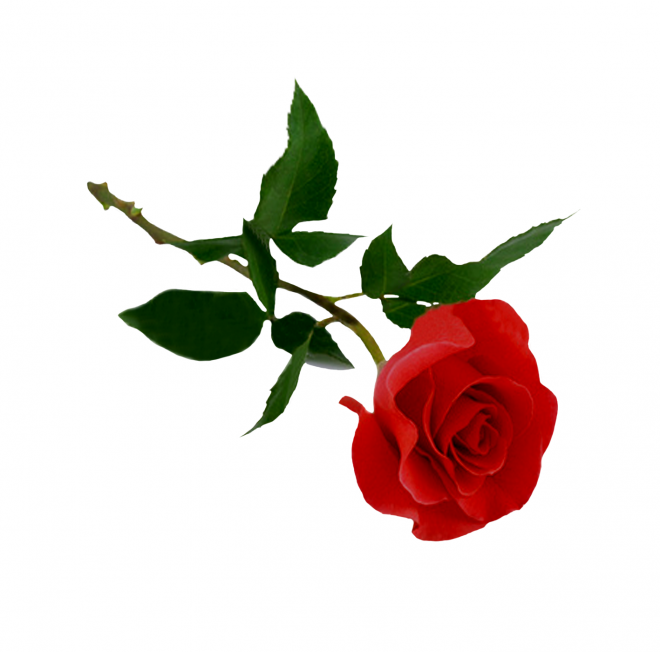 玫瑰_薔薇_花朵_花_玫瑰花_rose_rose