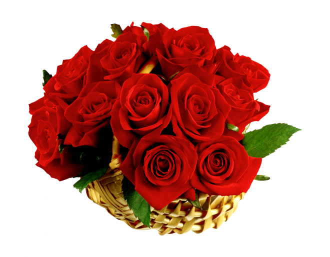 玫瑰_蔷薇_花朵_花_玫瑰花_rose_rose