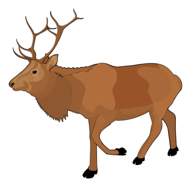 麋鹿_駝鹿_罕達犴_moose_moose