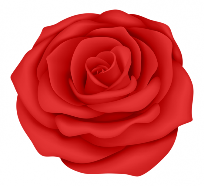 玫瑰_薔薇_花朵_花_玫瑰花_rose_rose