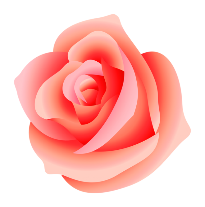 玫瑰_蔷薇_花朵_花_玫瑰花_rose_rose