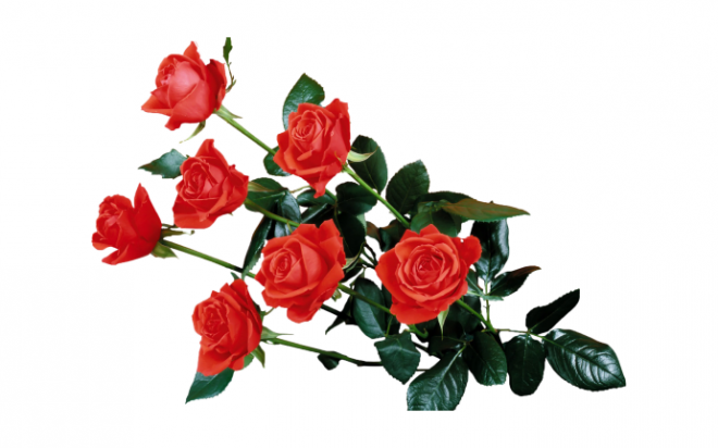 玫瑰_薔薇_花朵_花_玫瑰花_rose_rose