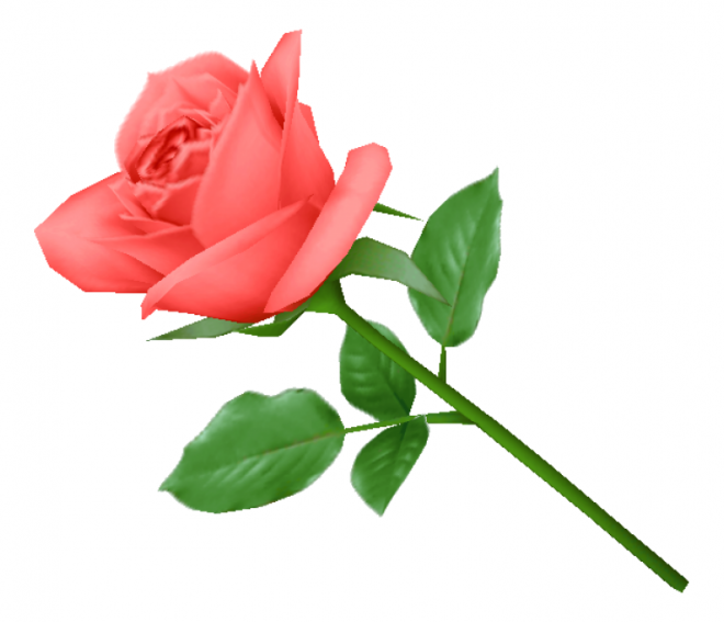 玫瑰_薔薇_花朵_花_玫瑰花_rose_rose