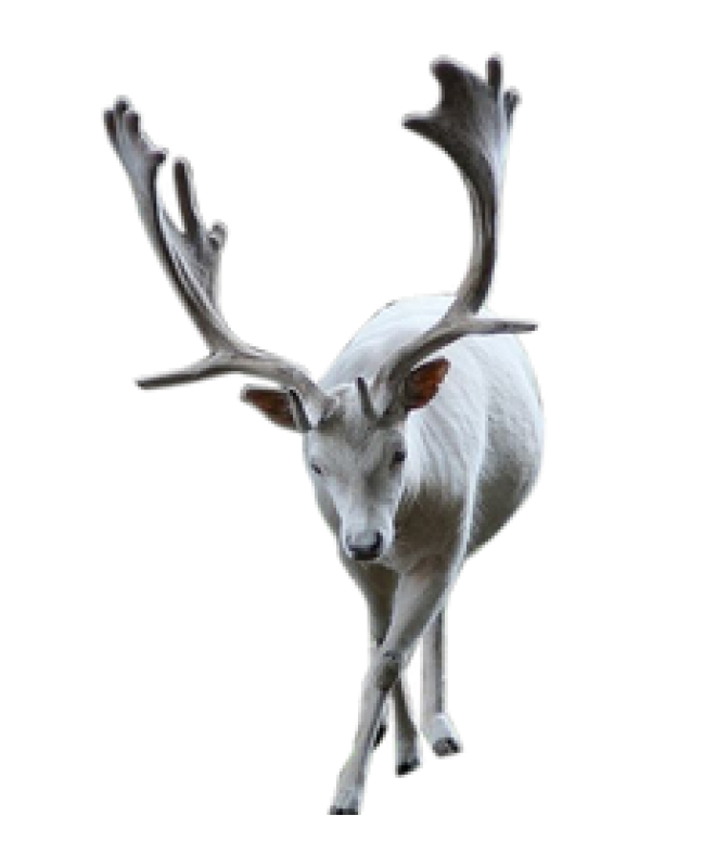 麋鹿_駝鹿_罕達(dá)犴_moose_moose