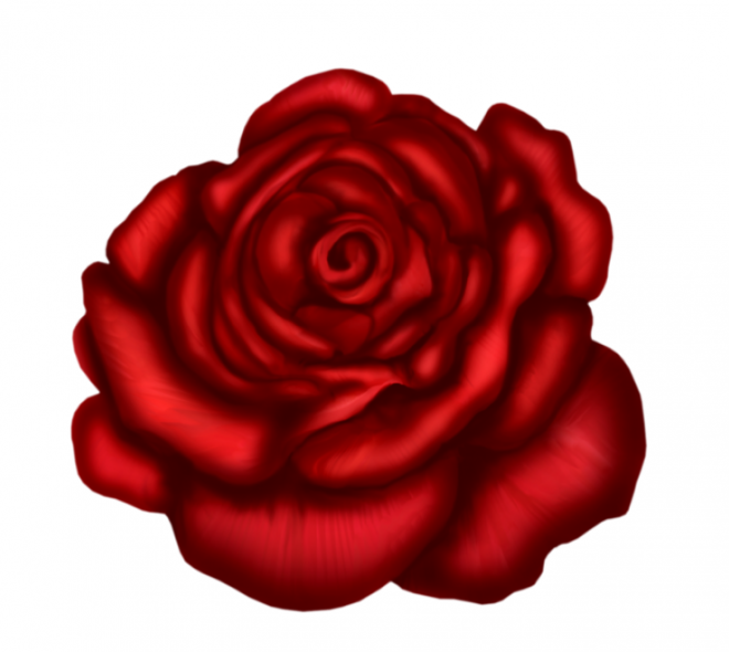 玫瑰_薔薇_花朵_花_玫瑰花_rose_rose