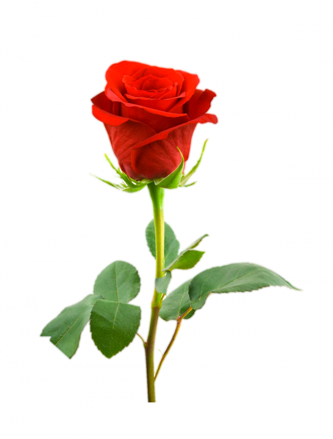 玫瑰_薔薇_花朵_花_玫瑰花_rose_rose