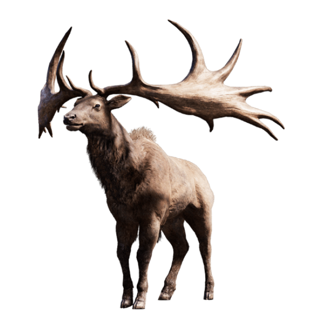 麋鹿_駝鹿_罕達犴_moose_moose