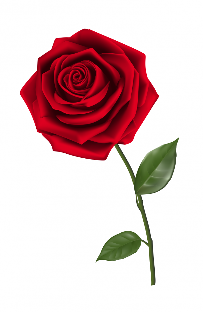 玫瑰_薔薇_花朵_花_玫瑰花_rose_rose